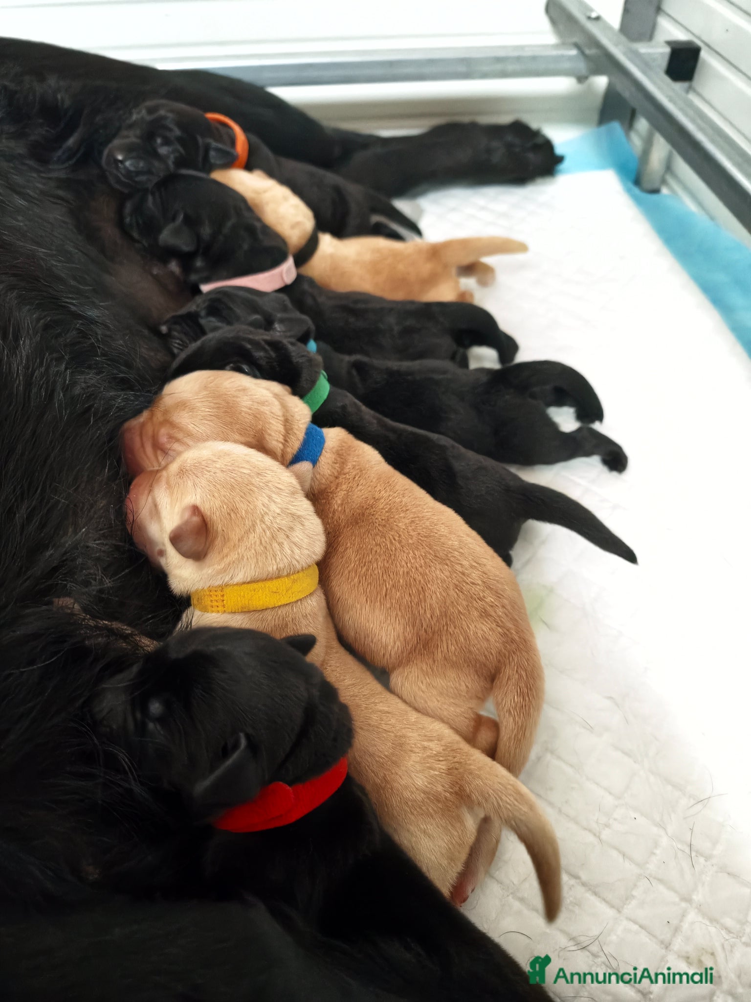 Labrador cani Cuccioli di Labrador retriever neri e gialli - Annuncio 1