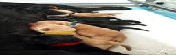 Labrador cani in vendita: Cuccioli di Labrador retriever neri - Annuncio 18