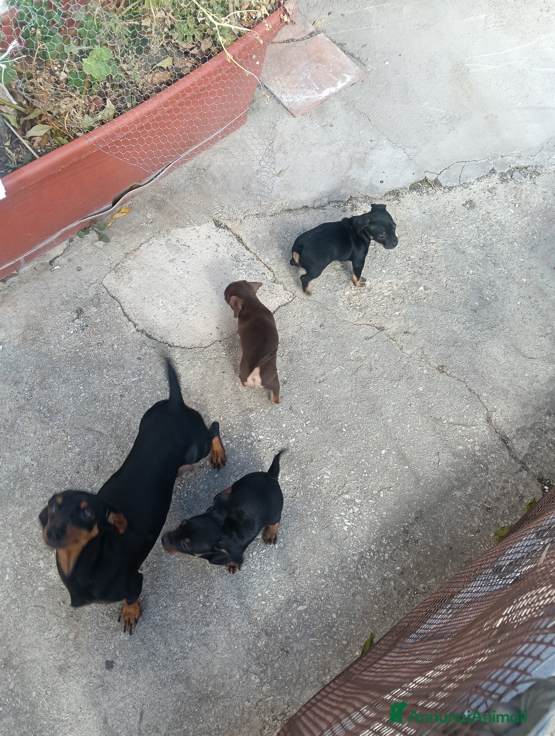 Bassotto cani in vendita: Cuccioli pastori tedesco - Annuncio 3