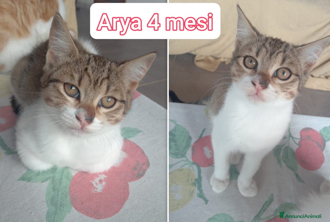 Altre razze gatti in regalo: MICINI: TEMPO SCADUTO!!! - Annuncio 1