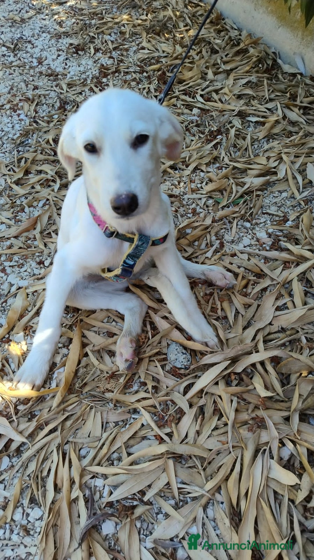 Altre razze cani in regalo: LUCE E DOLLY - Annuncio 5