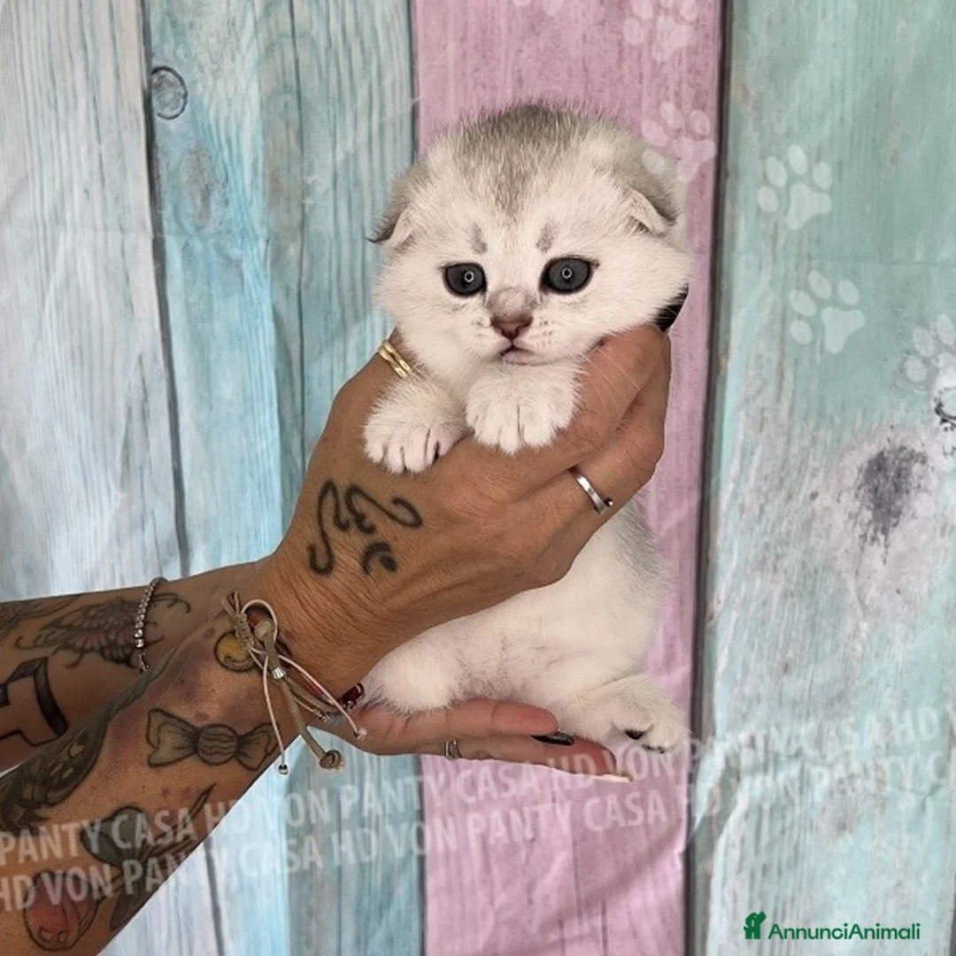 Scottish gatti in vendita: Cucciole Scottish Fold - Annuncio 16