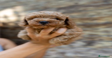 Barboncino Toy cani a Città Metropolitana di Bologna - Annuncio 7
