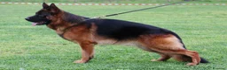 Pastore Tedesco cani in vendita: Cuccioli da esposizione  - Annuncio 15