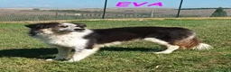 Meticcio cani in regalo: EVA bella timidina a Città Metropolitana di Firenze - Annuncio 2