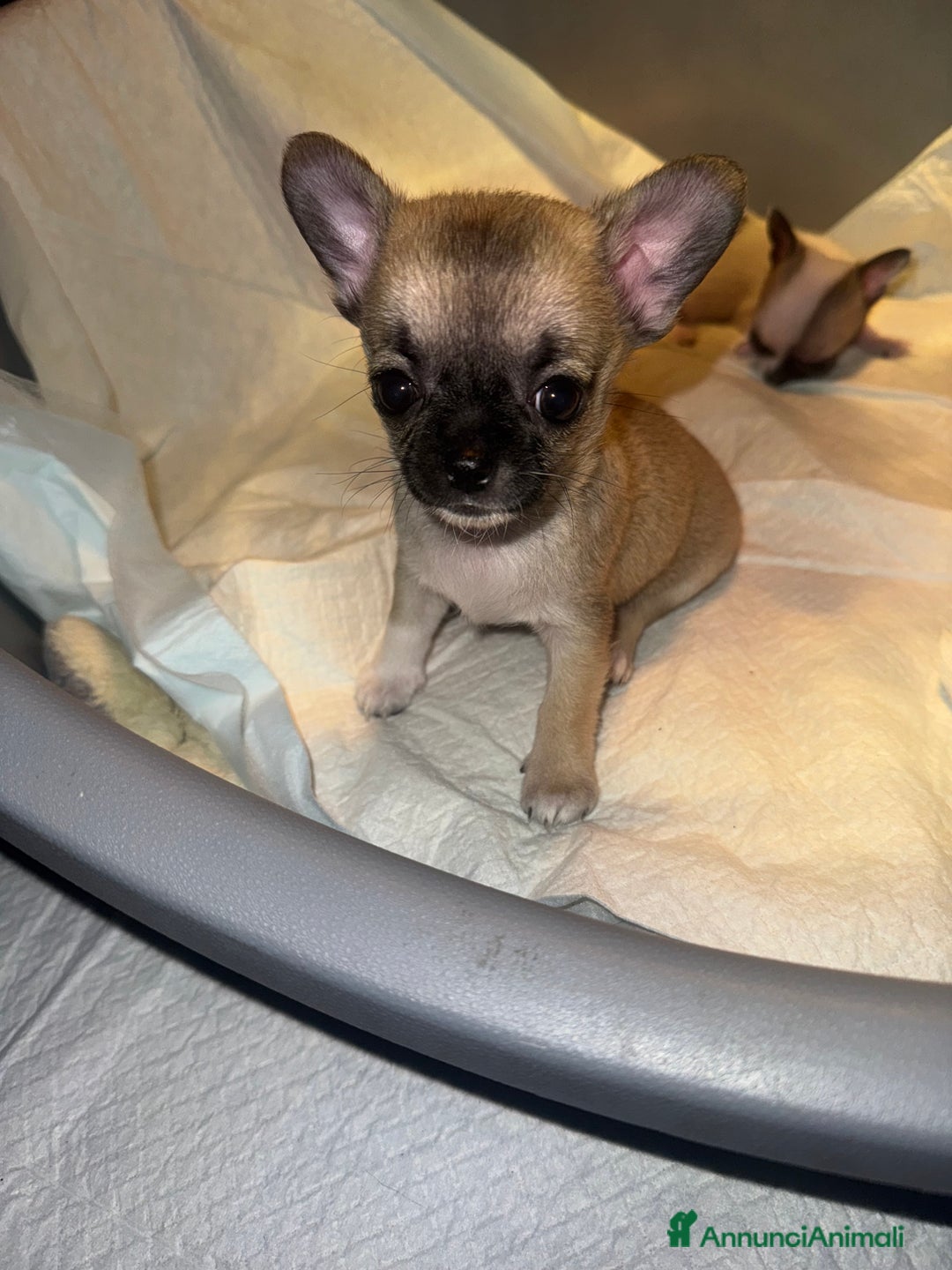 Chihuahua cani in vendita: Chihuahua - Annuncio 6