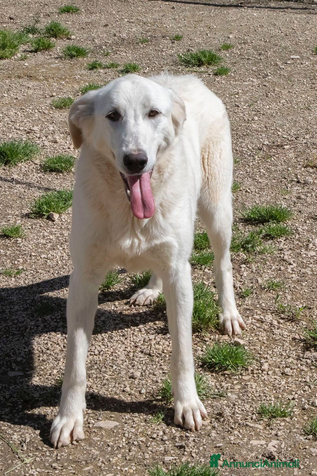 Meticcio cani in regalo: ZULEYA ASPETTA TE a Città metropolitana di Roma Capitale - Annuncio 4