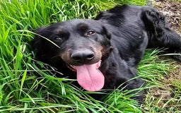 Labrador cani in regalo: ANTONIA, mix labradorina cioccolato a Provincia di Latina - Immagine 3