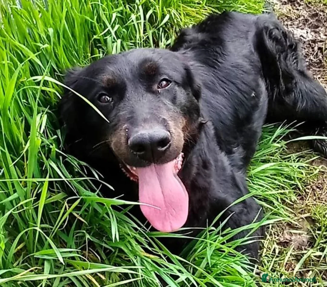 Labrador cani in regalo: ANTONIA, mix labradorina cioccolato a Provincia di Latina - Annuncio 3