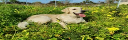 Golden Retriever cani in vendita: Ultimi due Cuccioli golden retriever linea inglese a Libero consorzio comunale di Siracusa - Annuncio 5