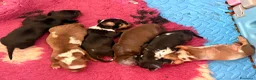 Bassotto cani in vendita: Bassotti - Annuncio 5