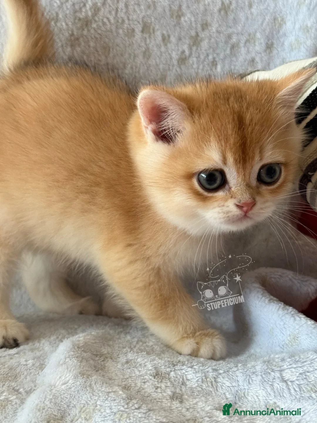 British gatti in vendita: British Shorthair Black Golden Shell - Annuncio 2