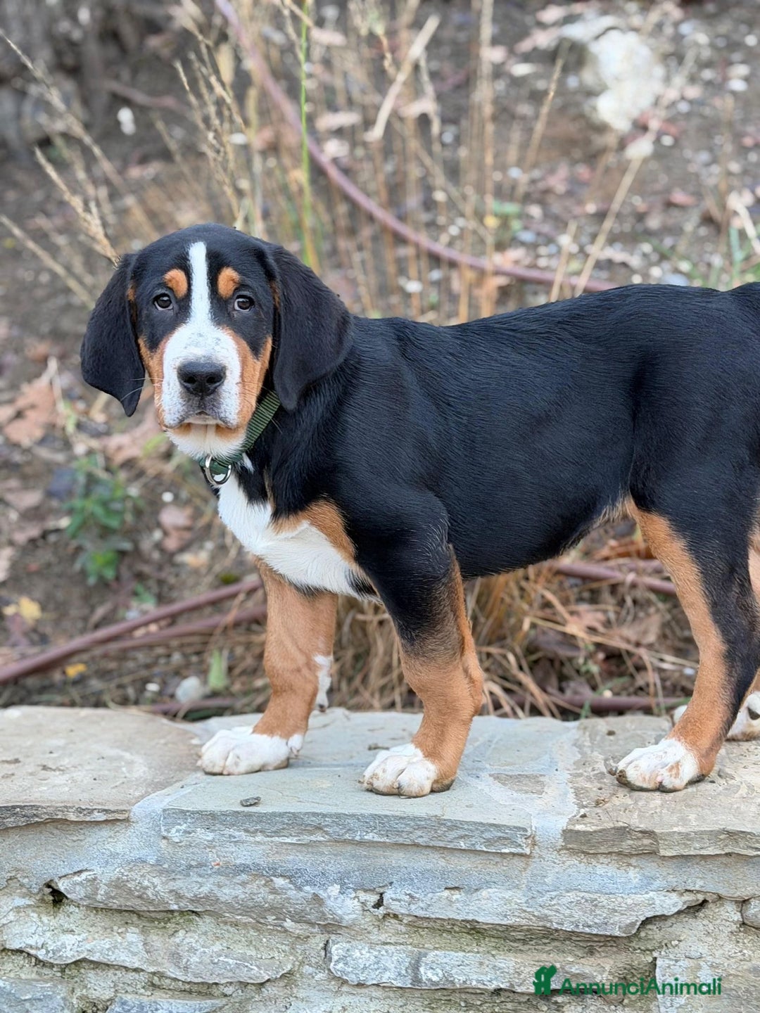 Grande Bovaro Svizzero cani in vendita: Disponibili cuccioli di grande bovaro svizzero - Annuncio 18