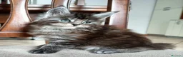 Maine Coon gatti in vendita: Maine coon - Annuncio 10