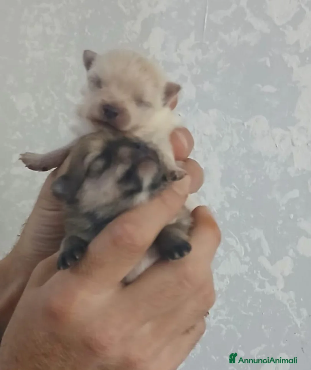 Spitz cani in vendita: Spitz nano - Annuncio 12