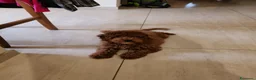 Barboncino cani in vendita: Cucciolo Maschio Barboncino - Annuncio 3