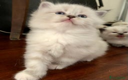 Siberiano gatti in vendita: Cuccioli di Gatto Siberiano Ipoallergenico a Provincia di Varese - Immagine 12