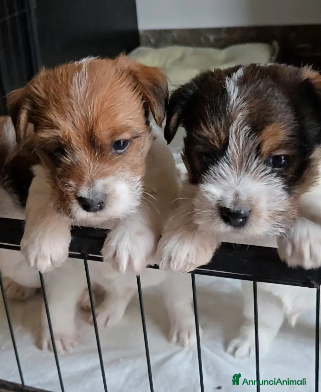 Jack Russell cani in vendita: Cuccioli di Jack Russell  - Annuncio 1
