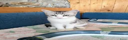 Europeo gatti in regalo: Piko & Bok: dalla radura al cuore di una famiglia! - Annuncio 7