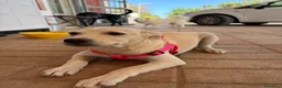 Meticcio cani in regalo: 🐾 CERCASI CASA PER LA VITA! 🐾 - Annuncio 3