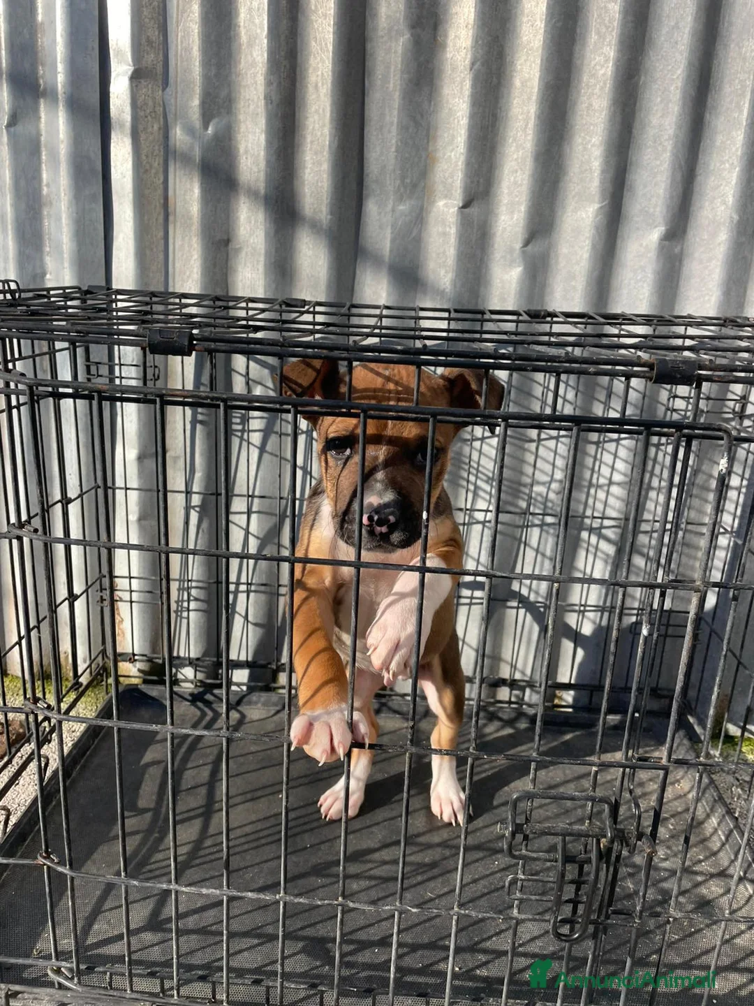 Meticcio cani in regalo: MI ADOTTI? - Annuncio 3