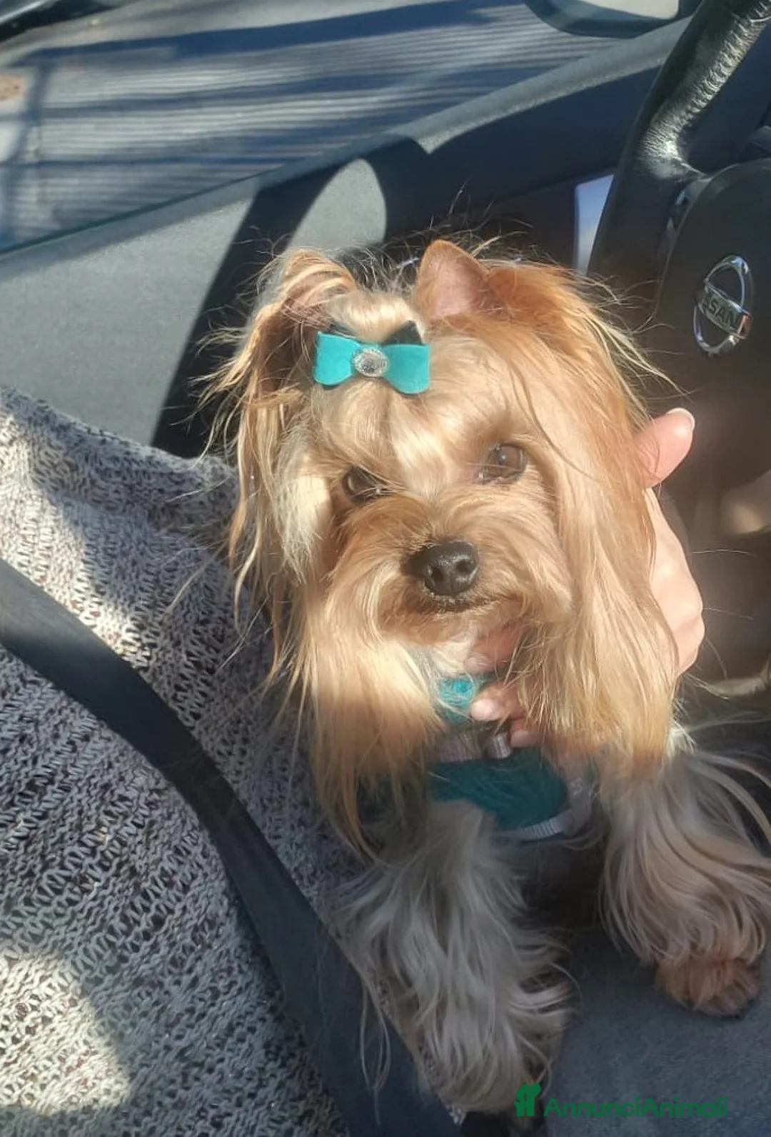 Yorkshire cani per accoppiamento: Yorkshire con pedigree disponibile per monta. a Provincia di Verona - Annuncio 2