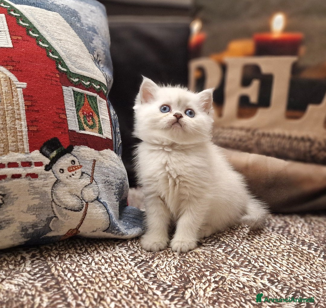 British gatti in vendita: British shorthair e longhair  a Provincia di Monza e della Brianza - Annuncio 13
