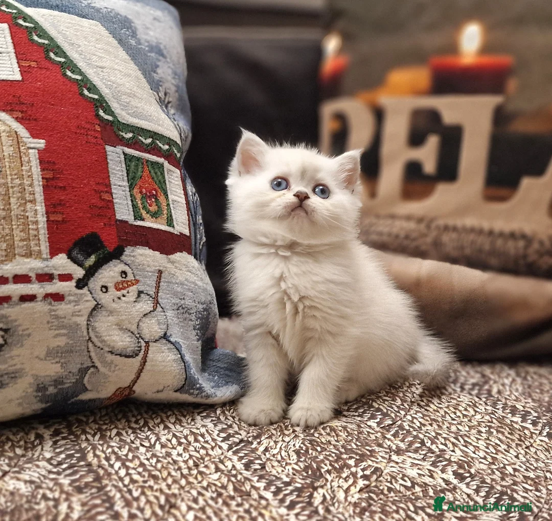 British gatti in vendita: British shorthair e longhair  a Provincia di Monza e della Brianza - Annuncio 11