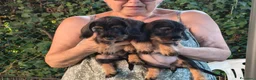 Bassotto cani in vendita: cuccioli bassotto tedesco a pelo duro - Annuncio 6