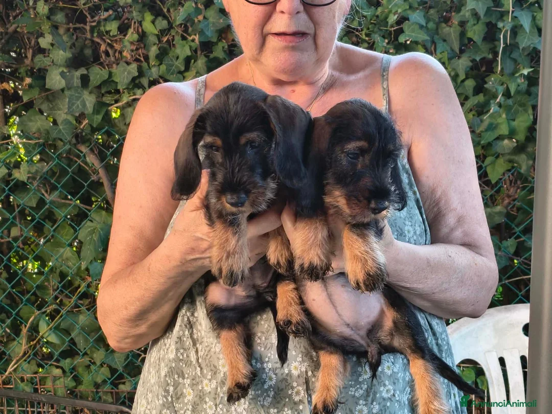 Bassotto cani in vendita: cuccioli bassotto tedesco a pelo duro - Annuncio 6