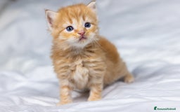 Siberiano gatti in vendita: Splendidi cuccioli gatto siberiano disponibili a Città Metropolitana di Torino - Immagine 5