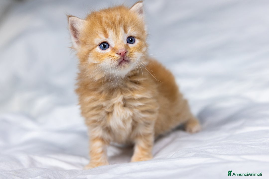 Siberiano gatti in vendita: Splendidi cuccioli gatto siberiano disponibili a Città Metropolitana di Torino - Immagine 5