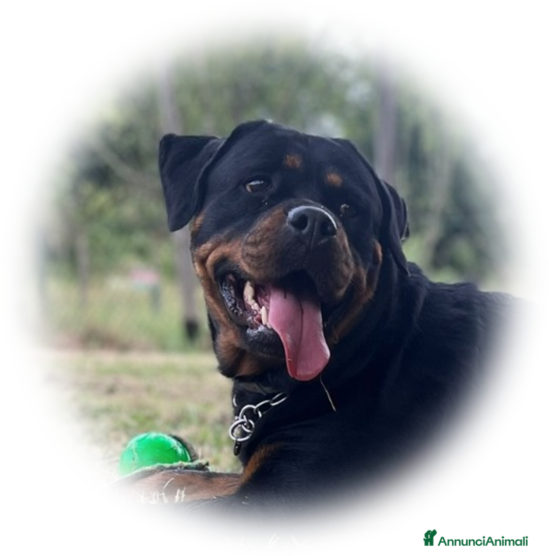 Rottweiler cani in vendita: Rottweiler cuccioli con Pedigree - Annuncio 4