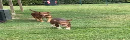 Pitbull cani in vendita: Cucciolo Red Tricolor con pedigree anche a rate - Annuncio 3