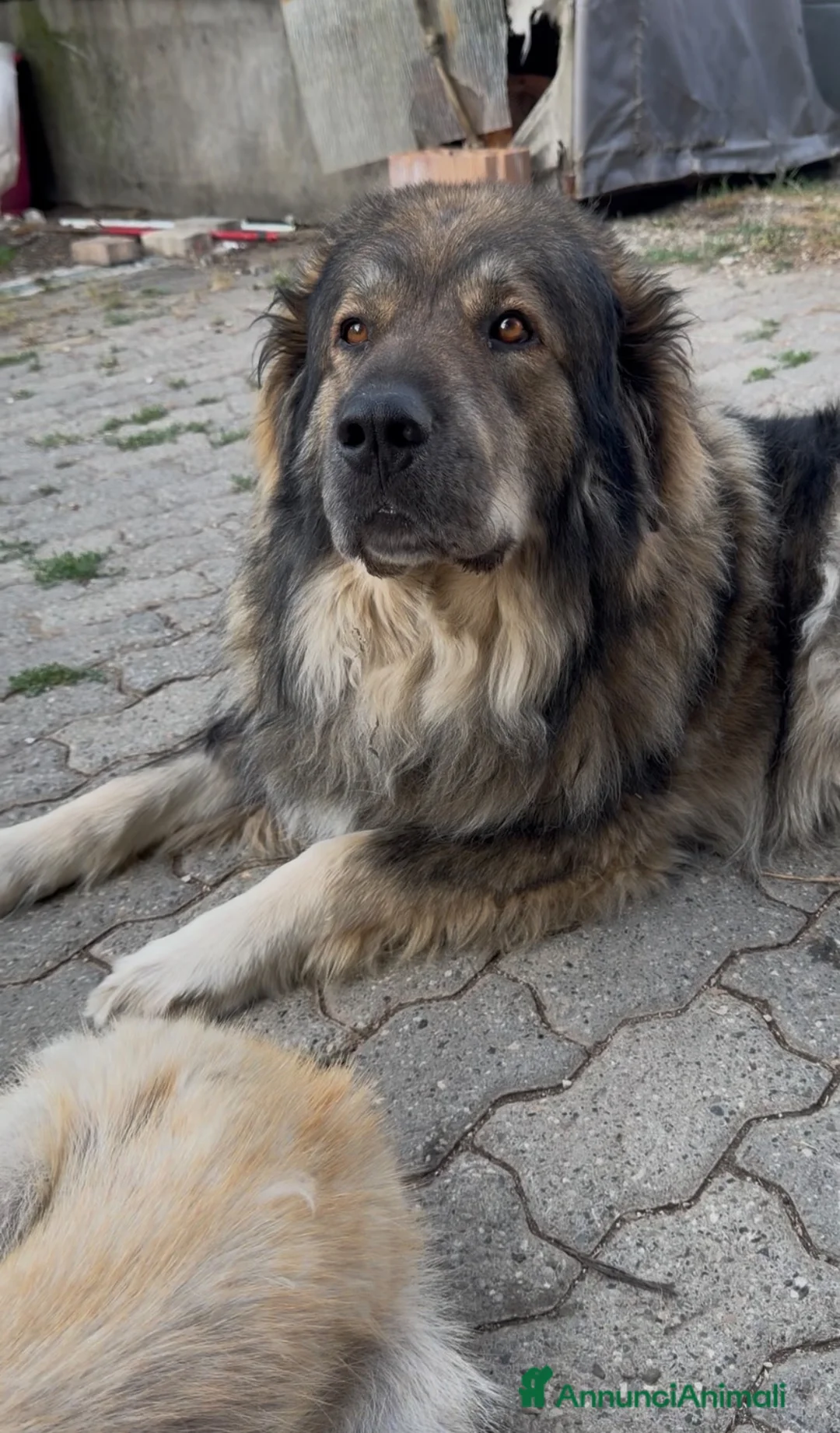 Meticcio cani in vendita: Cuccioli mix Pastore del Caucaso e Husky a Città Metropolitana di Firenze - Annuncio 5
