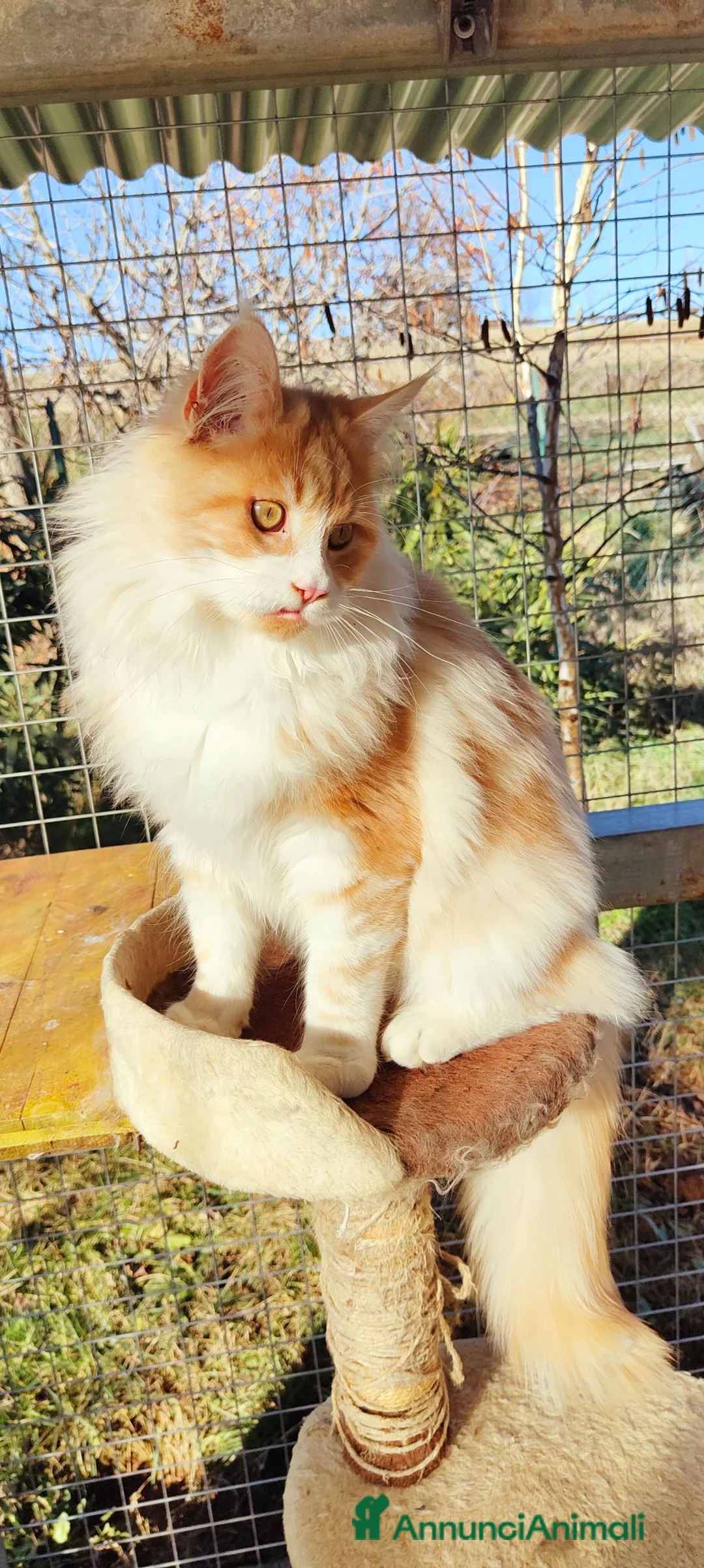 Maine Coon gatti per accoppiamento: Simba cerca fifanzata - Annuncio 2