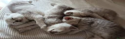 Scottish gatti in vendita: Scottish HIGHLAND FOLD CHINCHILLA + kit REGALO !!! - Annuncio 7