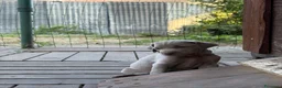 Weimaraner cani in vendita: Cucciolata di 6 Weimaraner  - Annuncio 7