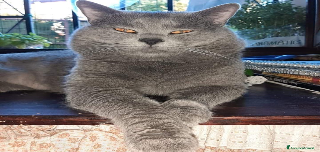 Immagine della galleria {{count}}