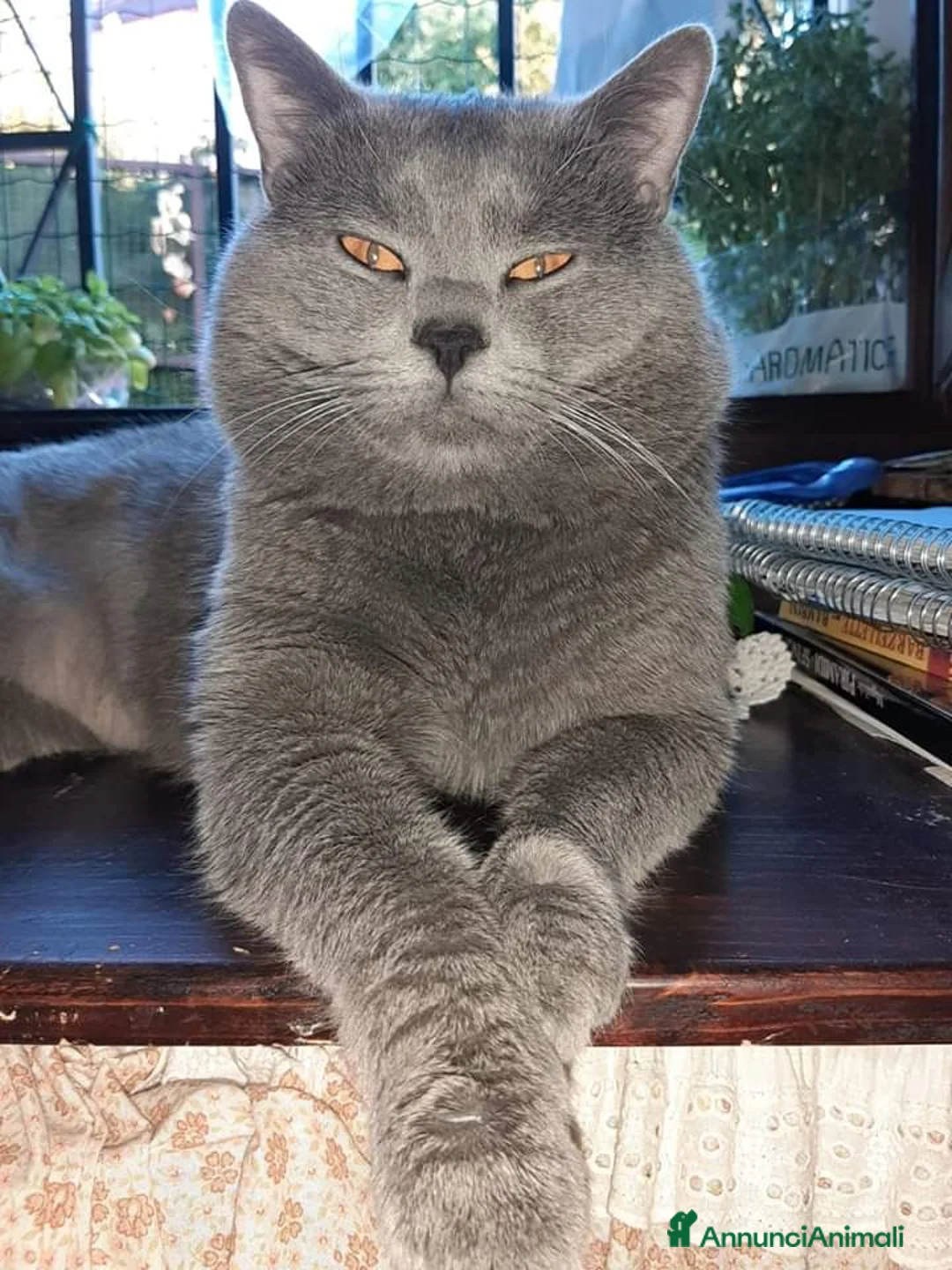 Immagine della galleria {{count}}