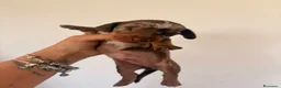 Bassotto cani in vendita: Bassotti - Annuncio 3
