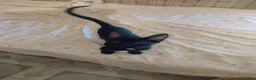Meticcio gatti in regalo: Ciao a tutti da Sofì.! Splendida gattina di 2 mesi - Annuncio 2