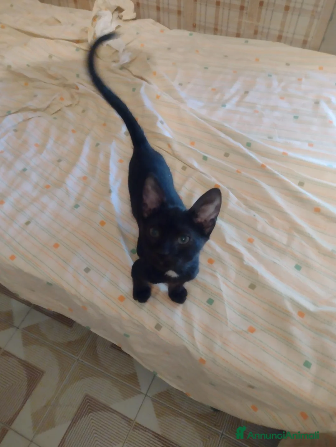 Meticcio gatti in regalo: Ciao a tutti da Sofì.! Splendida gattina di 2 mesi - Annuncio 2