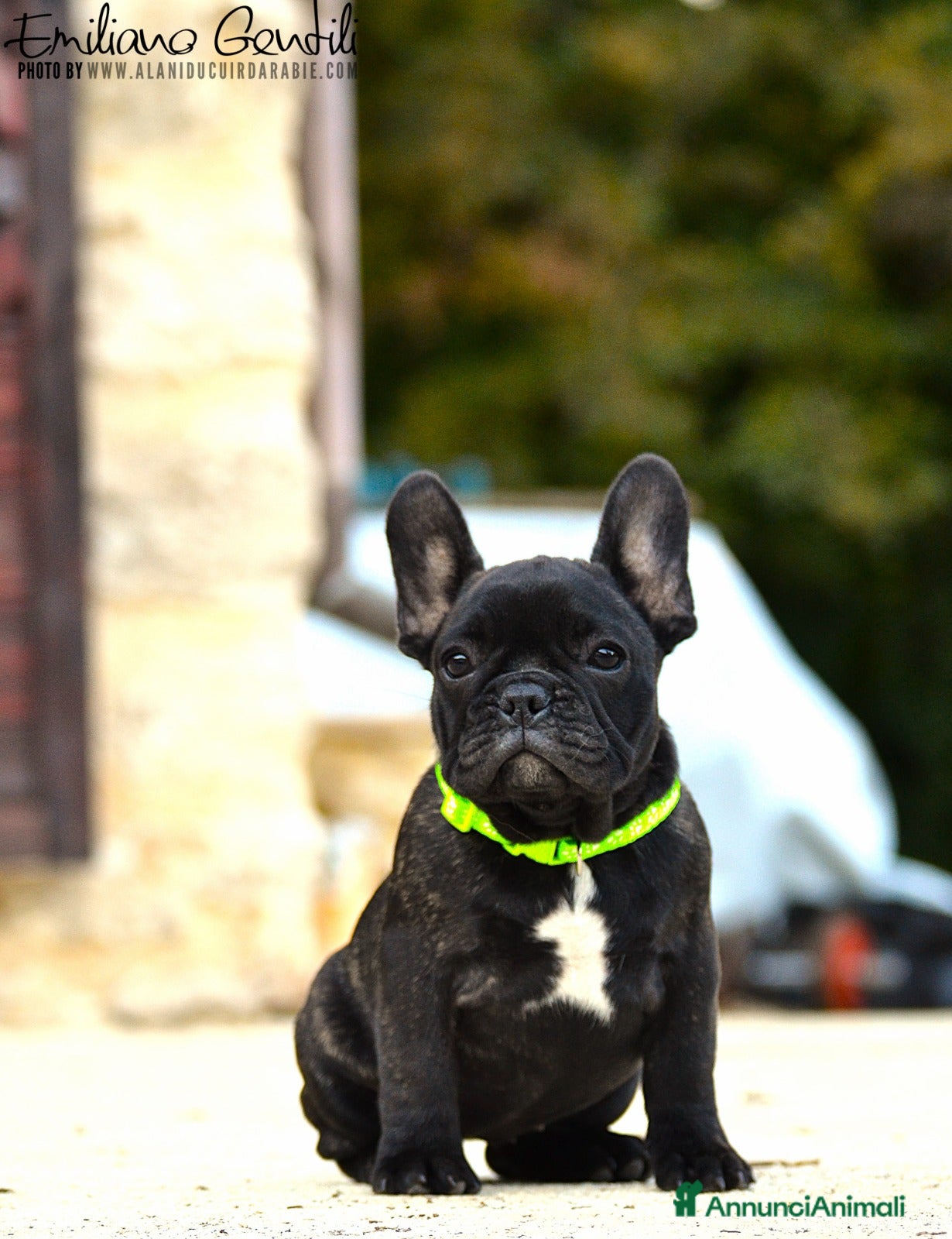 Bulldog Francese cani Femmina bouledogue francese  - Annuncio 10