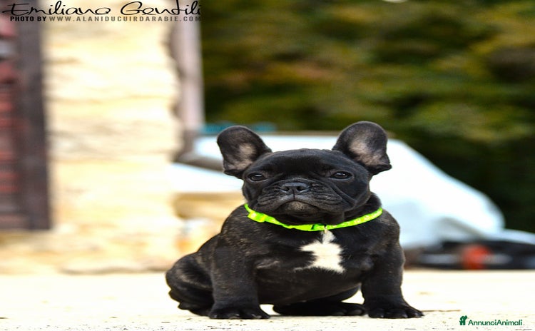 Bulldog Francese cani - Annuncio 9