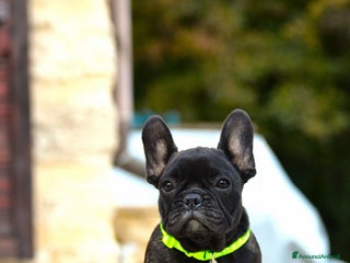 Bulldog Francese cani - Annuncio 41