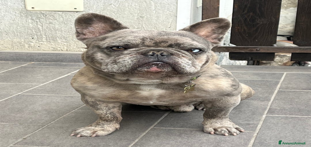 Immagine della galleria {{count}}