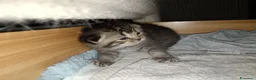Scottish gatti in vendita: Scottish fold  - Annuncio 3