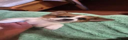 Pechinese cani in vendita: Cuccioli  - Annuncio 5