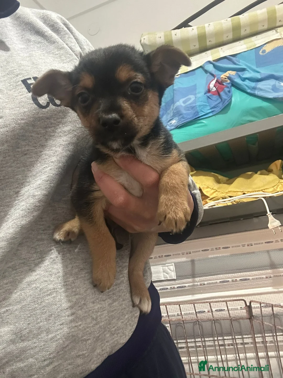 Meticcio cani in regalo: CUCCIOLI ABBANDONATI: EMERGENZA  a Città metropolitana di Milano - Annuncio 2